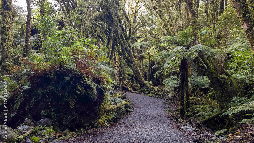 Obraz premium Hiking through the forest on the way to the Franz Josef Glacier lookout