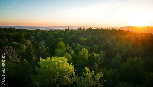 Green forest in the evening sun. Landscape.