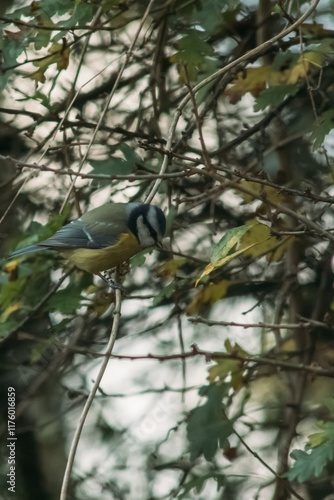 Blue tit on tree branch