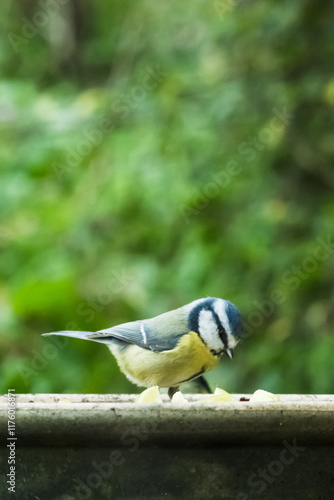 Blue tit at bird feeder with blurred background