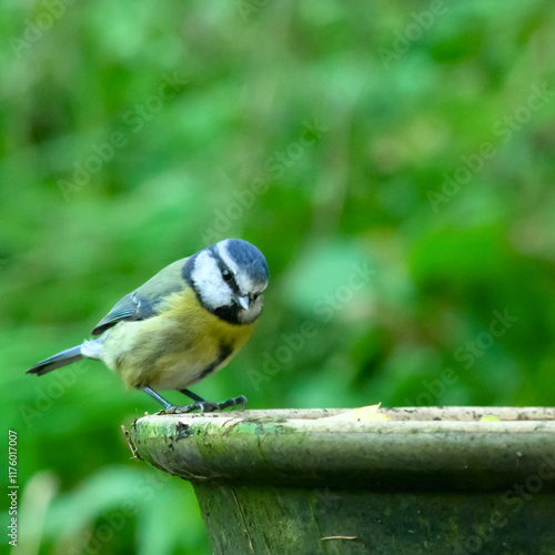 Blue tit at bird feeder with blurred background