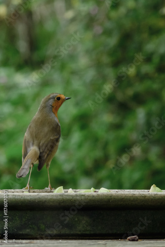 Robin with blurred background