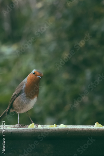 Robin with blurred background