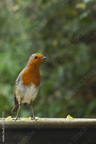 Robin with blurred background