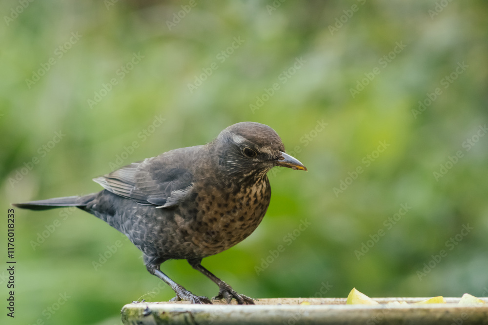 Eurasian blackbird with blurred background Eurasian blackbird with blurred background