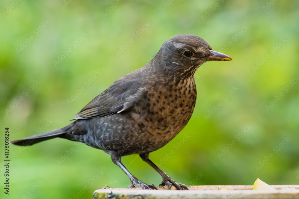 Eurasian blackbird with blurred background Eurasian blackbird with blurred background