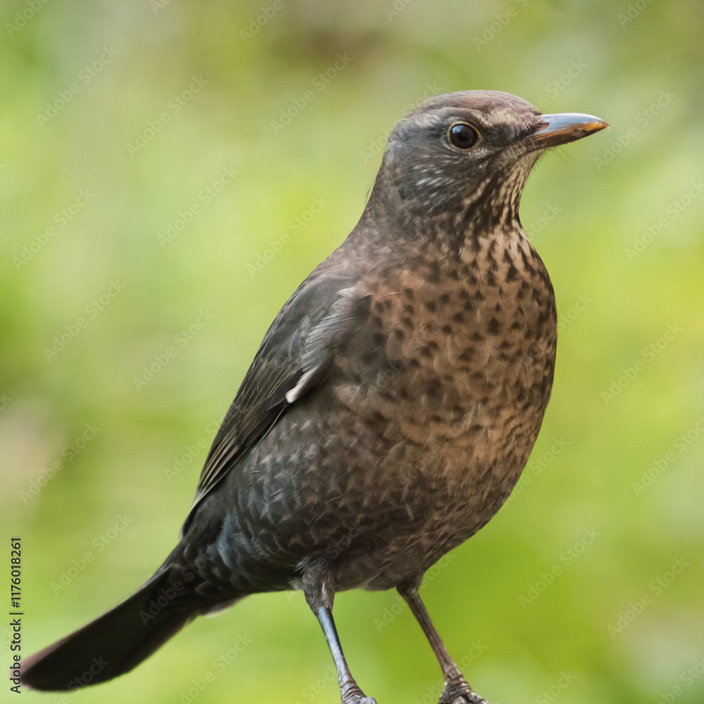 Fototapeta premium Eurasian blackbird with blurred background