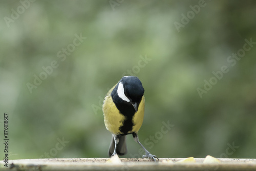 Great tit at  bird feeder with blurred background photo