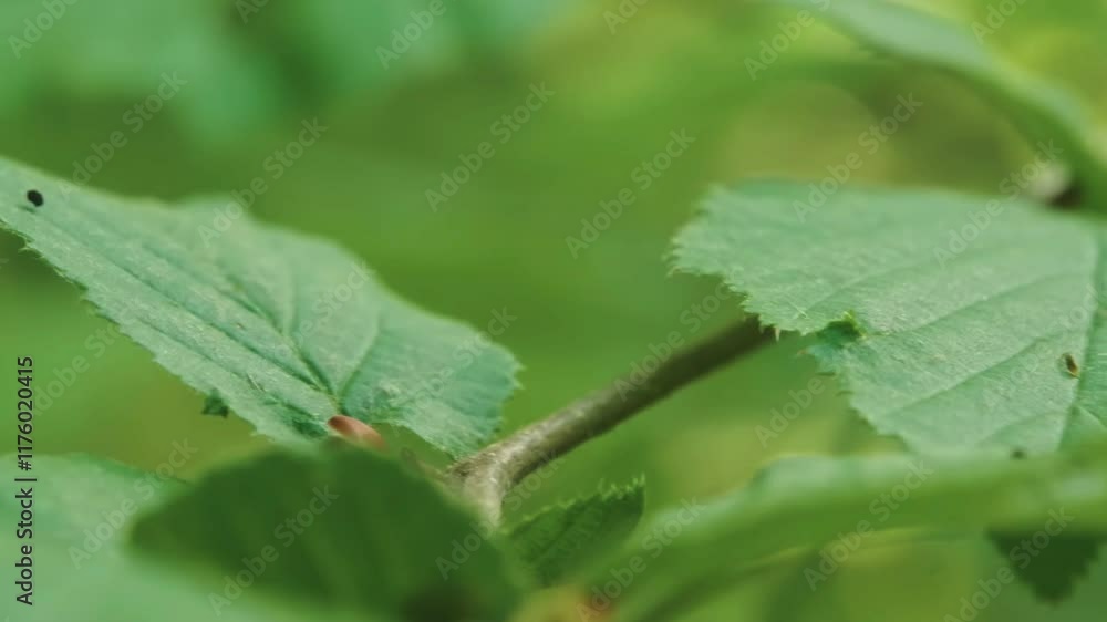 Close up of leaves of plants in a green rainforest. Close up of leaves of plants in a green rainforest.