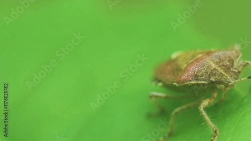 Close up of a  Dolycoris baccarum, the sloe bug or hairy shieldbug.  photo