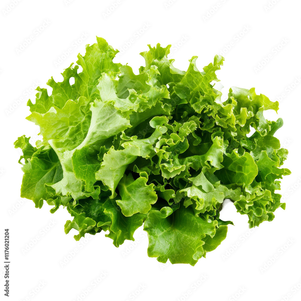 Fresh, vibrant lettuce salad leaves isolated on a pristine transparent background for culinary inspiration, Fresh lettuce salad leaves isolated on transparent background Fresh, vibrant lettuce salad leaves isolated on a pristine transparent background for culinary inspiration, Fresh lettuce salad leaves isolated on transparent background