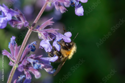 Bee on Nepata racemosa 'Walker's Low' (dwarf catmint)