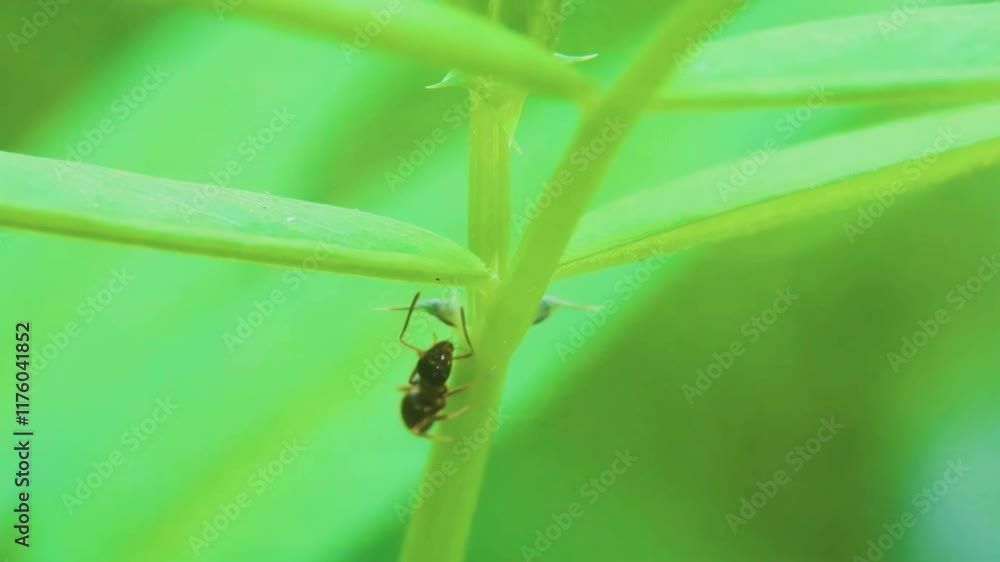 Close up of a small honey ant (Prenolepis imparis). Close up of a small honey ant (Prenolepis imparis).