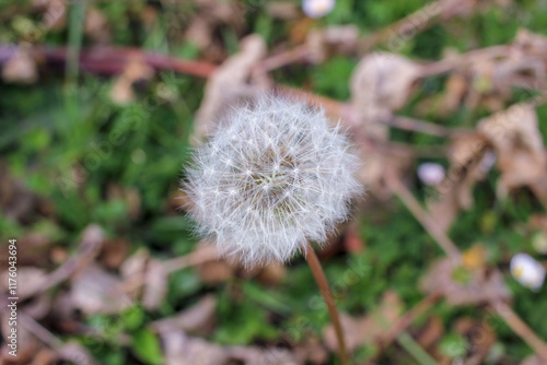 fragile, wild flower in the way