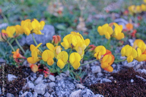 flowers bring life and color to spring