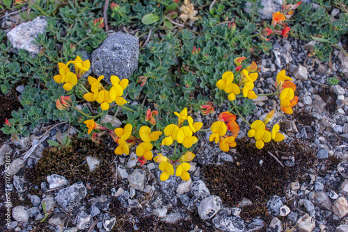 yellow wildflowers spreading across a meadow