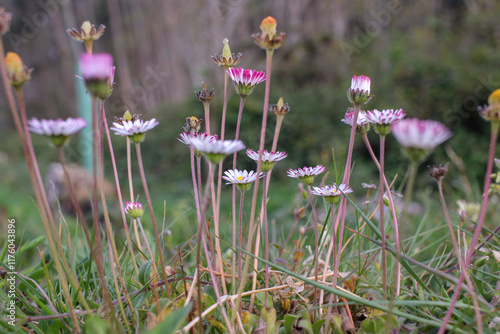 carpet of wildflowers spreading across a meadow