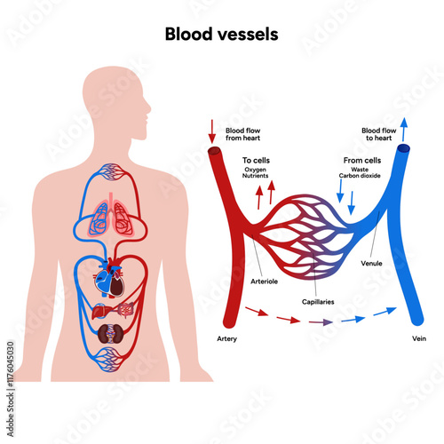 Vital Pathways of Double Circulation in Humans Oxygen Transport in the Body and types of blood vessels