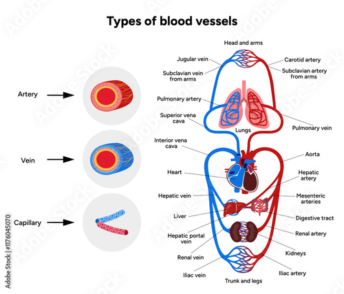 Vital Pathways of Double Circulation in Humans Oxygen Transport in the Body and types of blood vessels artery veins capillary 