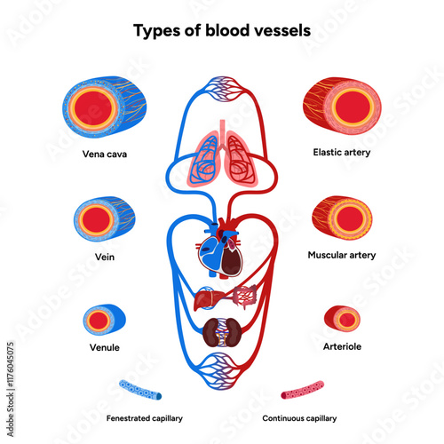 Vital Pathways of Double Circulation in Humans Oxygen Transport in the Body and types of blood vessels artery veins capillary 