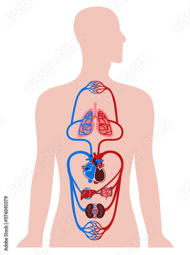 Vital Pathways of Double Circulation in Humans Oxygen Transport in the Body