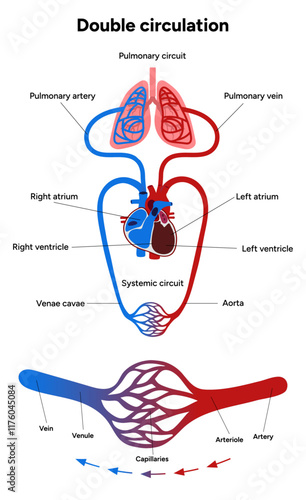 Vital Pathways of Double Circulation in Humans Oxygen Transport in the Body