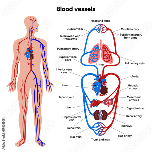 Vital Pathways of Double Circulation in Humans Oxygen Transport in the Body with human anatomy 