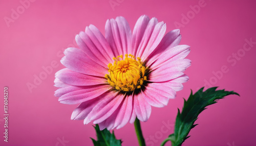 Pink flower with yellow center on vibrant pink background showcasing natural beauty in a creative display