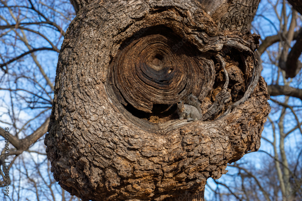 Obraz premium squirrel in the weird tree