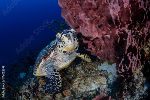 sea turtle swimming