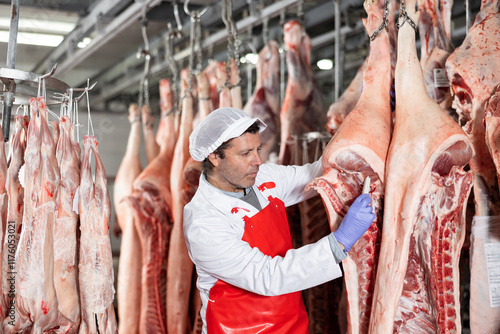 Focused skilled butcher shop worker checking raw meat in cold storage room, measuring temperature of dressed pork carcasses hanging on hook frame.. photo