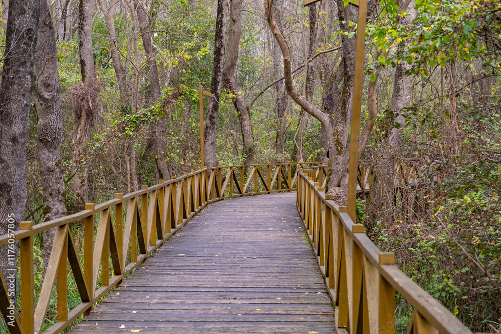 Wooden pathway in a lush forest with tall trees and green foliage, ideal for nature walks and outdoor exploration, featuring a scenic and tranquil atmosphere. Eco path wooden bridge walkway Wooden pathway in a lush forest with tall trees and green foliage, ideal for nature walks and outdoor exploration, featuring a scenic and tranquil atmosphere. Eco path wooden bridge walkway