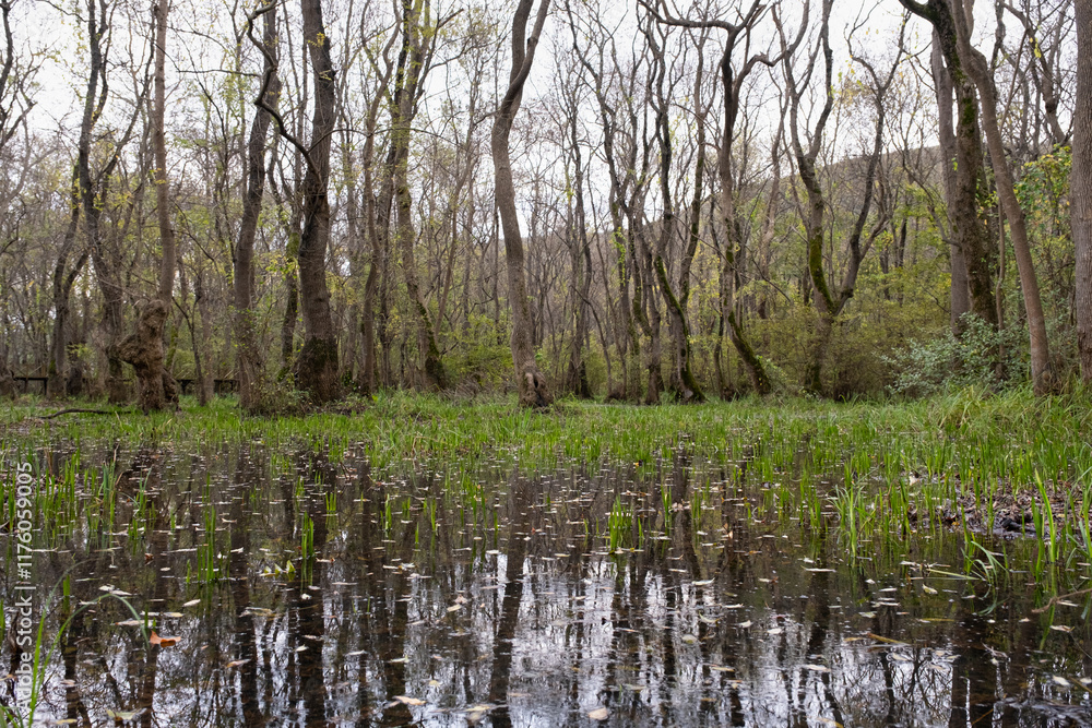Forest in swamp. Trees in the forest reflected in the water. Wetland area view in nature. Cypress trees Forest in swamp. Trees in the forest reflected in the water. Wetland area view in nature. Cypress trees