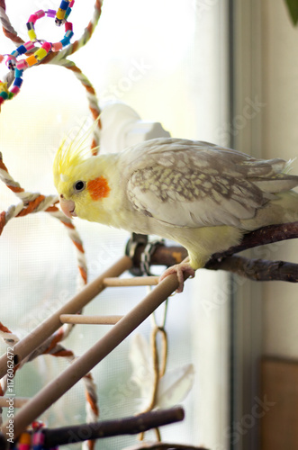 Cockatiel perched on a play gym in a bright room with colorful toys and natural light