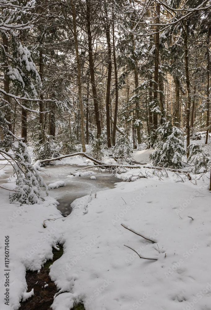 Icy creek through the snow covered forest at Limberlost Conservation Area in Muskoka in January Icy creek through the snow covered forest at Limberlost Conservation Area in Muskoka in January