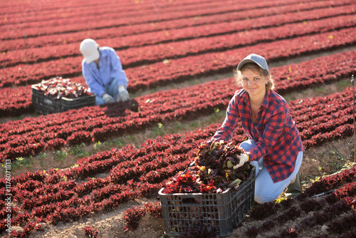 Happy young female farmer gathering crop of red leaf lettuce at vegetable plantation on sunny day.. photo