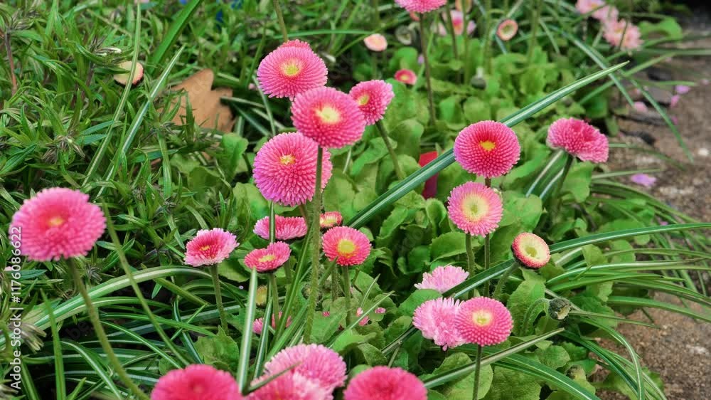 Easter tradition Egg Hunt .Hand searching for Easter egg in pink daisy flowers in a spring garden. Finding colored eggs in the grass.4k footage Easter tradition Egg Hunt .Hand searching for Easter egg in pink daisy flowers in a spring garden. Finding colored eggs in the grass.4k footage