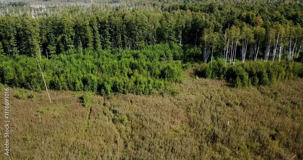 Aerial drone view of young trees growing on the site of a burnt forest on a peat bog. Forest fire aftermath. High quality 4k footage Aerial drone view of young trees growing on the site of a burnt forest on a peat bog. Forest fire aftermath. High quality 4k footage