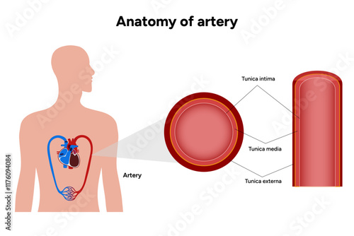 Intricate Structure anatomy and Physiology of human Arteries 