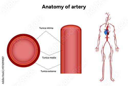 Intricate Structure anatomy and Physiology of human Arteries with human anatomy arteries 