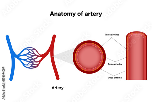 Intricate Structure anatomy and Physiology of human Arteries zoom