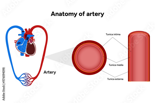 Intricate Structure anatomy and Physiology of human Arteries 