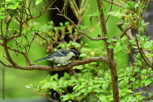 虫を捕まえたシジュウカラの幼鳥 photo