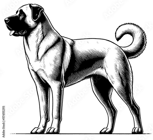 Kangal dog in full-body, hand drawn sketch. Vector isolated on white background