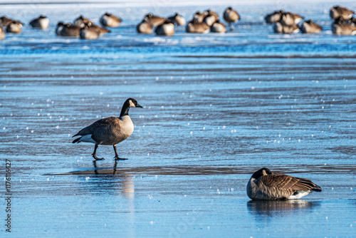 The scenic views of birds, ducks and geese at the lake of Ada Hayden Heritage Park, Ames, Iowa, USA photo