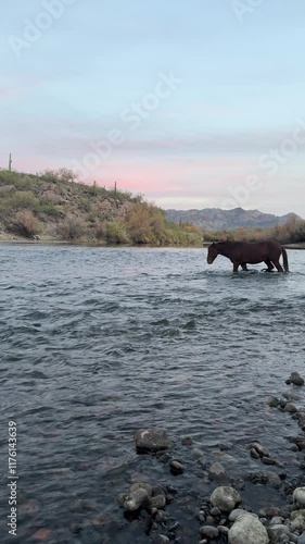 Wallpaper Mural Horse Crossing River Torontodigital.ca