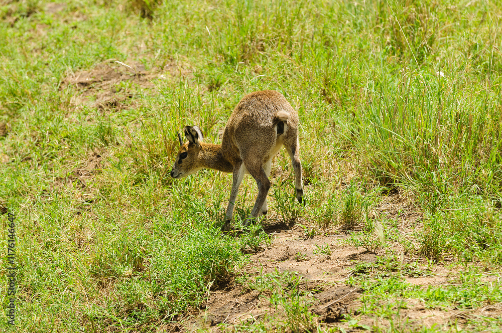 Closeup of Klipspringer (scientific name: Oreotragus oreotragus , or Closeup of Klipspringer (scientific name: Oreotragus oreotragus , or