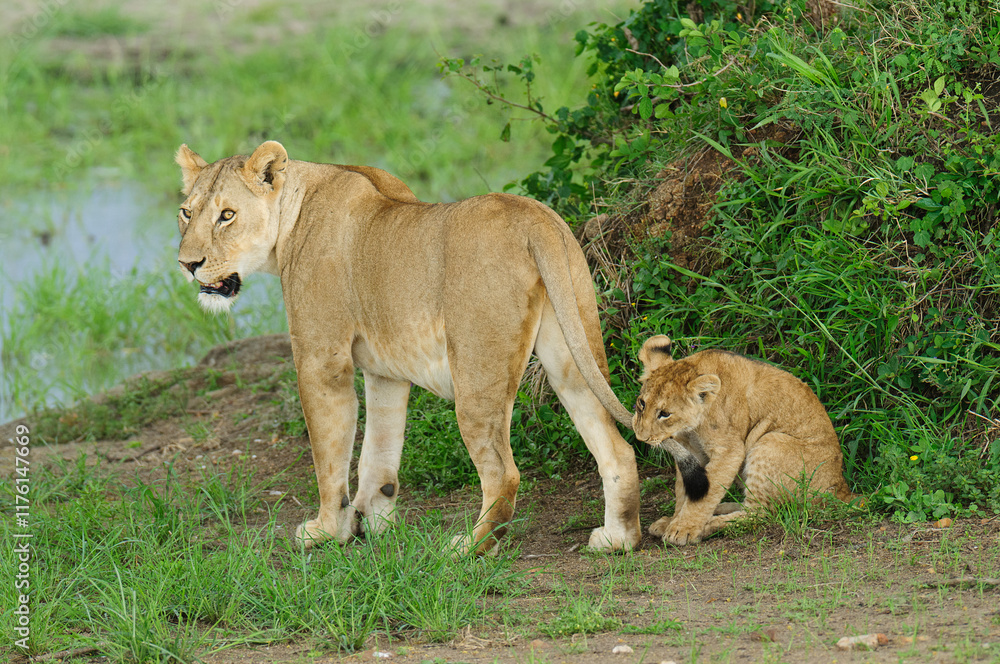 Closeup of a Lioness with cub (Panthera leo) in the Serengeti National park, Tanzania Closeup of a Lioness with cub (Panthera leo) in the Serengeti National park, Tanzania