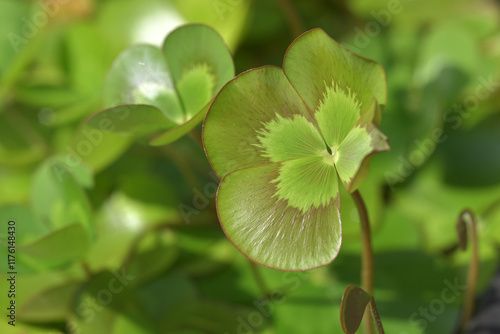 マルシレア・ムチカ