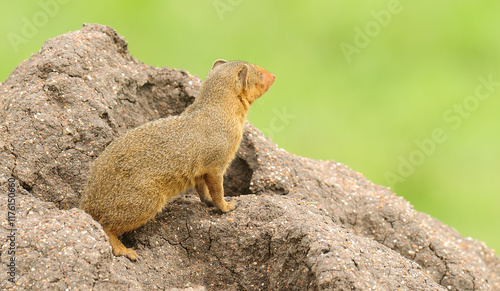 Common Dwarf Mongoose (Helogale parvula) on a termite hill